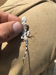 Phrynocephalus guttatus