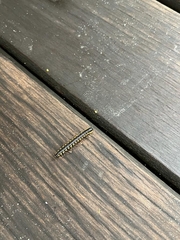 Asiomorpha coarctata