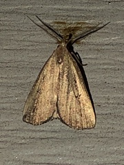 Macrochilo orciferalis