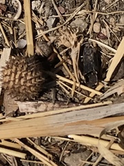 Medicago intertexta ciliaris