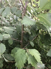 Betulaceae