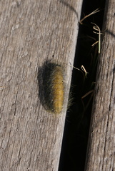 Acronicta leporina