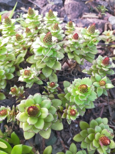 Image of Orostachys maximowiczii by no rights reserved