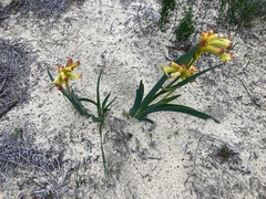 Anigozanthos humilis