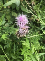 Centaurea scabiosa