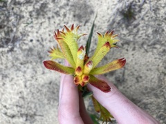 Anigozanthos humilis