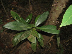 Ixora cauliflora