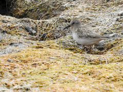 Calidris temminckii