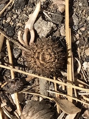 Medicago intertexta ciliaris