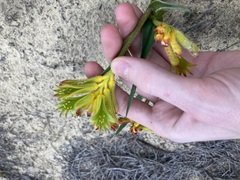 Anigozanthos humilis