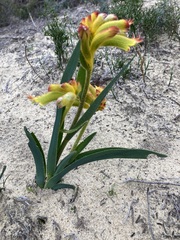 Anigozanthos humilis