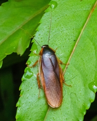 Blaberidae