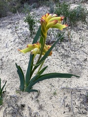 Anigozanthos humilis