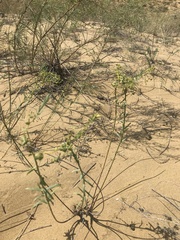 Euphorbia seguieriana