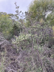 Adenanthos cygnorum