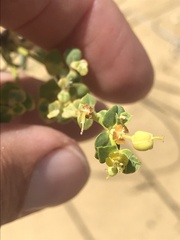Euphorbia seguieriana