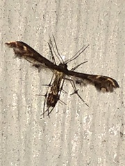 Geina periscelidactylus