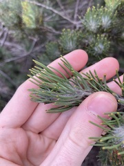 Adenanthos cygnorum
