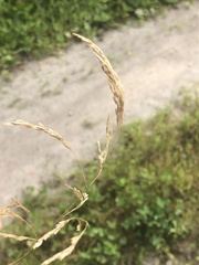 Poa angustifolia