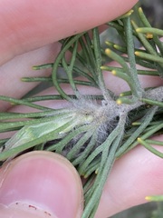 Adenanthos cygnorum