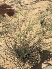 Euphorbia seguieriana