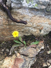 Leontodon caucasicus