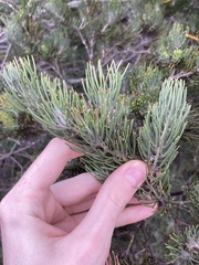 Adenanthos cygnorum