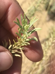 Euphorbia seguieriana