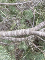 Adenanthos cygnorum