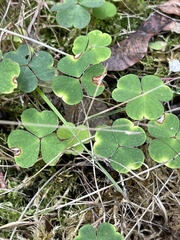 Oxalis acetosella