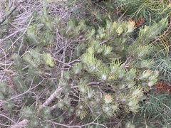 Adenanthos cygnorum
