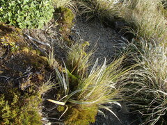 Aciphylla dissecta