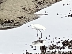 Egretta garzetta