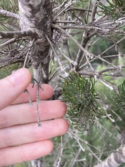 Adenanthos cygnorum