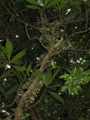 Ixora cauliflora