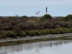 Phoenicopterus roseus
