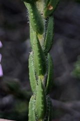 Euchaetis diosmoides
