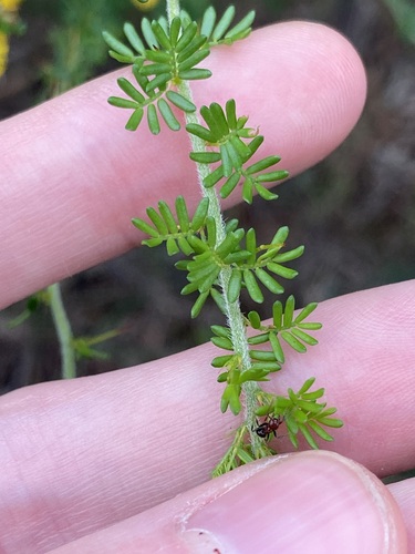 Image of Acacia lasiocarpa by (c) Thomas Mesaglio, some rights reserved (CC BY)