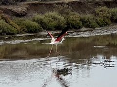 Phoenicopterus roseus