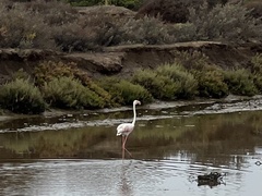 Phoenicopterus roseus