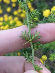 Acacia