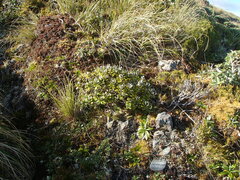 Brachyglottis bidwillii