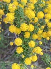 Acacia