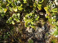 Brachyglottis bidwillii