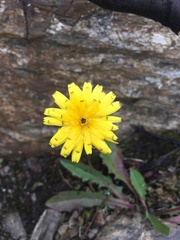 Leontodon caucasicus