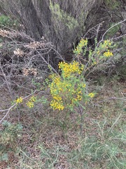 Acacia