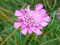 Scabiosa