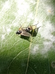 Phoridae