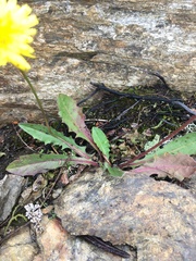 Leontodon caucasicus