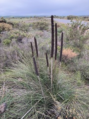 Xanthorrhoea brunonis